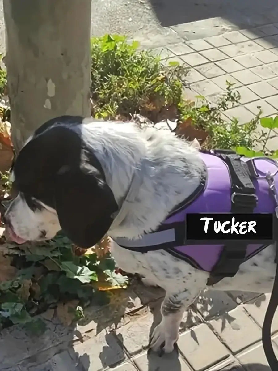Pet Harness Custom ID Tag