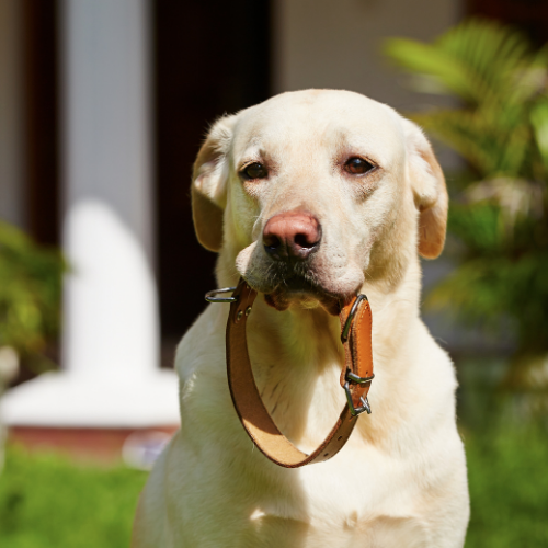 Leashes & Collars